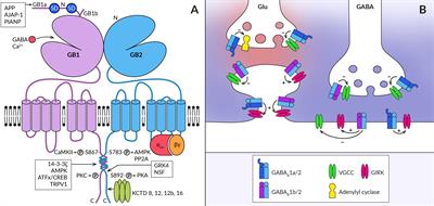 Frontiers The role of GABAB receptors in the subcortical